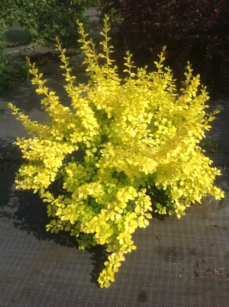 Барбарис (берберис) Тунберга Aurea Nana Барбарис (берберис) Тунберга Aurea Nana