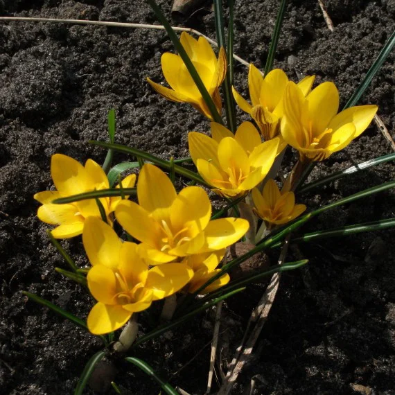 Крокус Ботанический Dorothy Крокус Ботанический Dorothy