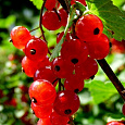 Смородина красная Валентиновка Смородина красная Валентиновка