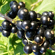 Смородина черная Изюмная Смородина черная Изюмная
