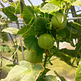 Огурдыня гибридная Green Beauty F1