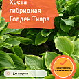 Хоста гибридная Голден Тиара