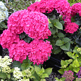 Гортензия крупнолистовая Со Лонг Рози