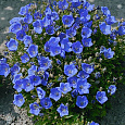 Колокольчик (Кампанула) карпатский Carillon blue Колокольчик (Кампанула) карпатский Carillon blue