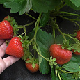 Земляника садовая Верити Земляника садовая Верити