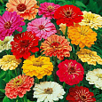 Цинния Гиганты Бенари Микс