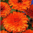 Календула махровая Индиан принц Календула махровая Индиан принц