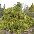 Кипарисовик горохоплодный Filifera Aurea Nana Кипарисовик горохоплодный Filifera Aurea Nana