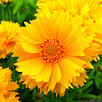 Кореопсис Золотой малыш