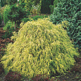 Кипарисовик горохоплодный Filifera Aurea Nana Кипарисовик горохоплодный Filifera Aurea Nana
