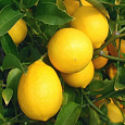 Цитрус Лаймкват Лейкленд