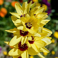 Иксия гибридная Yellow Emperor