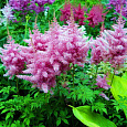 Астильба гибридная Purpurea Elegans Астильба гибридная Purpurea Elegans