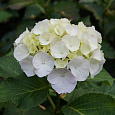 Гортензия крупнолистная Lanarth White