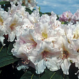 Рододендрон гибридный Эскимо