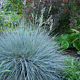 Овсяница сизая Голубая
