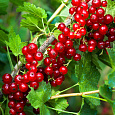 Смородина красная Ненаглядная Смородина красная Ненаглядная