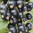 Смородина черная Белорусская сладкая Смородина черная Белорусская сладкая