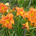 Лилейник гибридный Tuscawilla Tigress