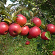 Яблоня  Красная Москва Яблоня  Красная Москва