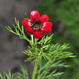 Адонис летний Красный Адонис летний Красный