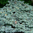 Ель голубая Glauca Majestic Blue