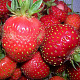 Земляника (Клубника) садовая Московский деликатес