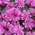 Монарда гибридная Пинк Лэйс