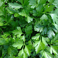 Петрушка Обыкновенная листовая Петрушка Обыкновенная листовая