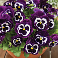 Виола крупноцветковая Маммот Вива ла Виолет