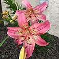 Лилия азиатская Морфо Пинк