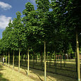 Клён остролистный Columnare Клён остролистный Columnare