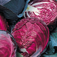 Капуста Краснокочанная Ранняя красавица