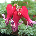 Дицентра (разбитое сердце) исключительная Burning Hearts