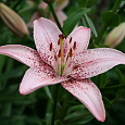 Лилия азиатская Танго Оушн Бриз Лилия азиатская Танго Оушн Бриз
