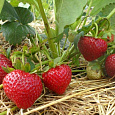 Земляника садовая Сельва Земляника садовая Сельва