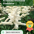 Астильба японская Gladstone