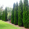 Можжевельник китайский Спартан Можжевельник китайский Спартан
