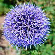 Мшанка шиловидная Taplow Blue