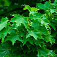Клен остролистный