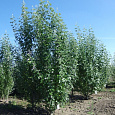 Тополь белый Нивея
