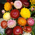 Гелихризум Махровый смесь окрасок