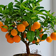 Цитрус Каламандин (Цитрофортунелла)