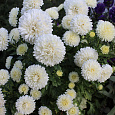 Астра низкорослая Белый ковер
