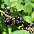 Смородина черная Грация Смородина черная Грация