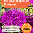 Монарда гибридная Прейринахт
