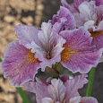 Ирис сибирский Фэнси ми Зис