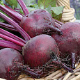 Свёкла столовая Русская односемянная