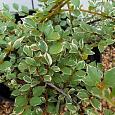 Кизильник Variegata