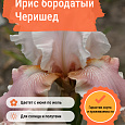 Ирис бородатый Черишед